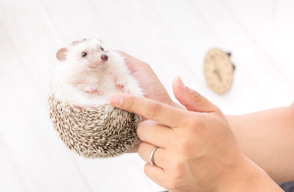 推奨する植物工場の始め方　「スモールスタート」一択です