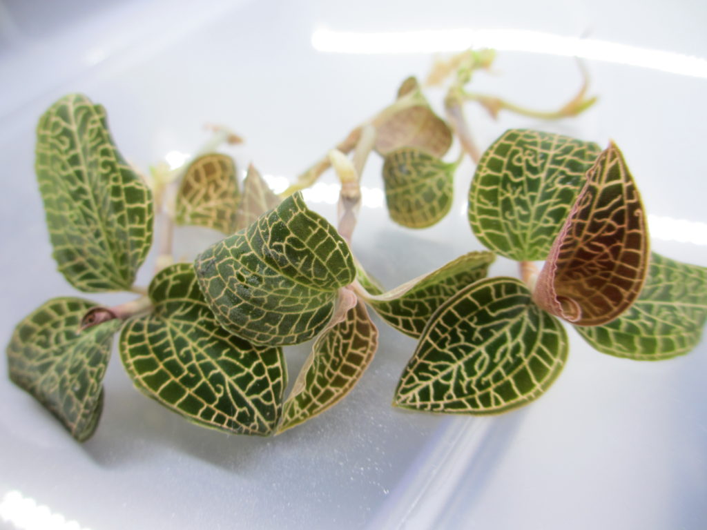 植物工場で新たな超高単価作物を作る