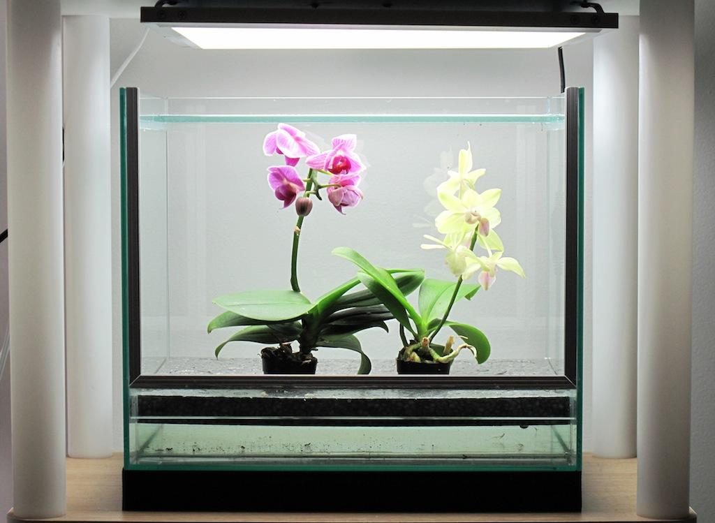 水槽型の家庭用栽培キット