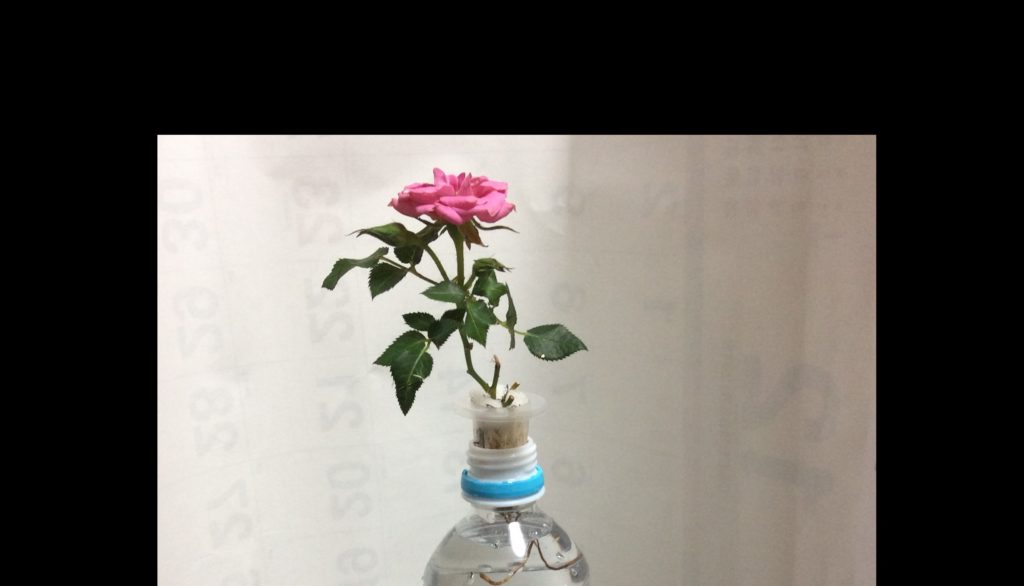 ミニバラのペットボトル水耕栽培