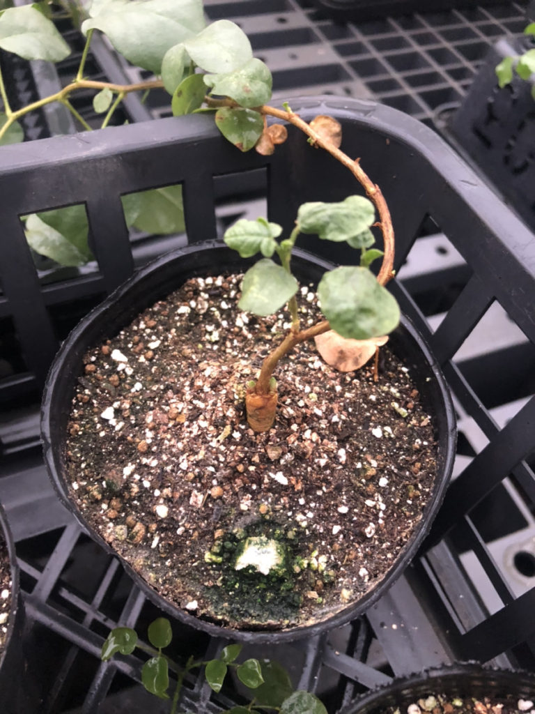 ウラルカンゾウの鉢苗